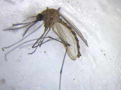 Culex pervigilans