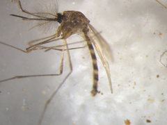 Culex pervigilans
