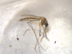 Culex pervigilans