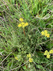 Lomatium caruifolium denticulatum