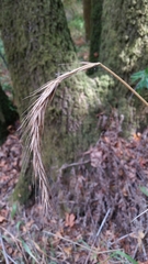 Elymus californicus