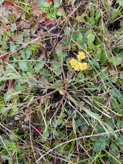 Lomatium caruifolium denticulatum