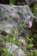 Cirsium mexicanum