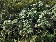 Gossypium tomentosum