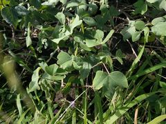 Gossypium tomentosum