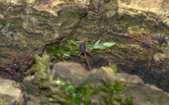 Linopenthaleus irki