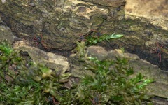 Linopenthaleus irki