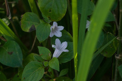 Ruellia prostrata