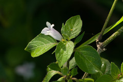 Ruellia prostrata