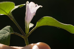 Ruellia prostrata