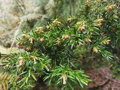 Saxegothaea conspicua