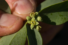 Santalum ellipticum