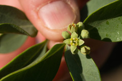 Santalum ellipticum