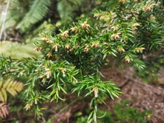 Saxegothaea conspicua