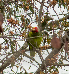 Amazona autumnalis