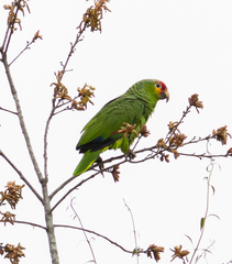 Amazona autumnalis