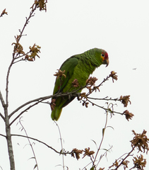 Amazona autumnalis