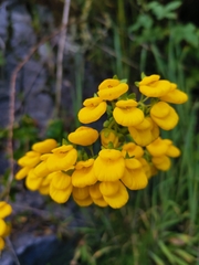 Calceolaria dentata