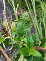 Calceolaria dentata