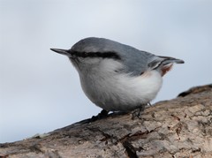 Sitta europaea albifrons