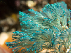 Virididentula dentata