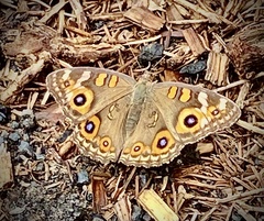 Junonia villida calybe