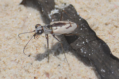 Ellipsoptera hamata pallifera