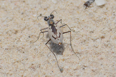 Ellipsoptera hamata pallifera