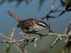 Rufous-Naped Wren photo 4