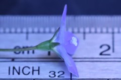 Wahlenbergia multicaulis