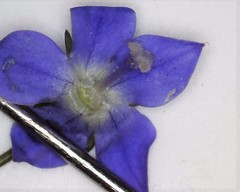 Wahlenbergia multicaulis