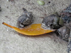 Cerithidea decollata