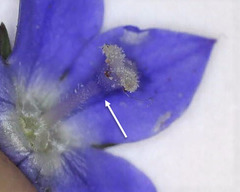 Wahlenbergia multicaulis