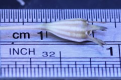 Wahlenbergia multicaulis