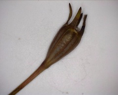 Wahlenbergia multicaulis