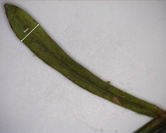 Wahlenbergia multicaulis