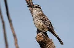 Rufous-Naped Wren photo 5