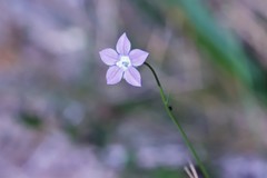 Wahlenbergia multicaulis