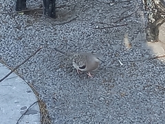 Columbina inca