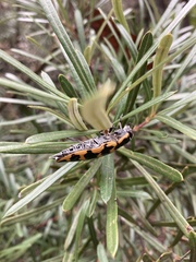 Cyrioides imperialis