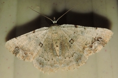 Aeolochroma quadrilinea