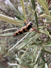 Cyrioides imperialis