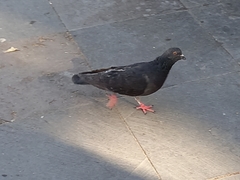 Columba livia domestica