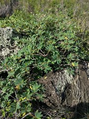 Euphorbia celastroides kaenana