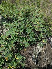 Euphorbia celastroides kaenana