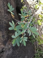Euphorbia celastroides kaenana