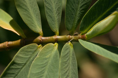 Euphorbia celastroides kaenana