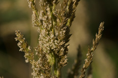 Eragrostis variabilis