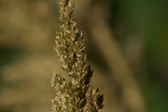 Eragrostis variabilis