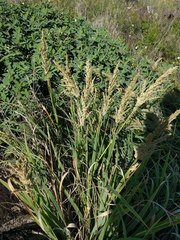 Eragrostis variabilis